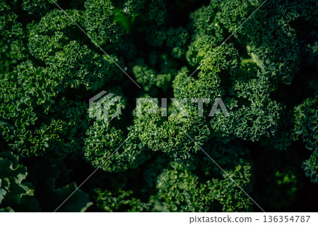 Abstract green leafy images from an angle on a surface and details of green leafy vegetables. 136354787