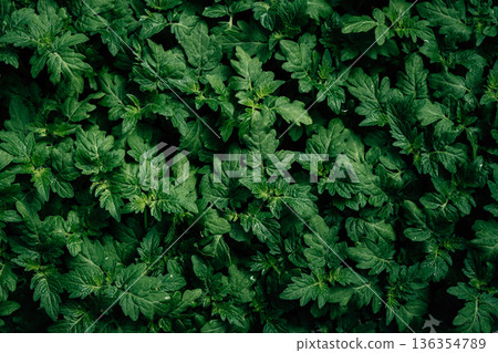 Abstract green leafy images from an angle on a surface and details of green leafy vegetables. 136354789