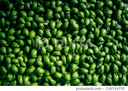 Abstract green leafy images from an angle on a surface and details of green leafy vegetables. 136354791