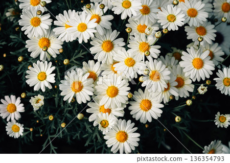 White daisies are blooming; floral pattern, floral background. White daisies are blooming; floral pattern, floral background. 136354793