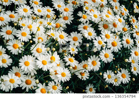 White daisies are blooming; floral pattern, floral background. White daisies are blooming; floral pattern, floral background. 136354794