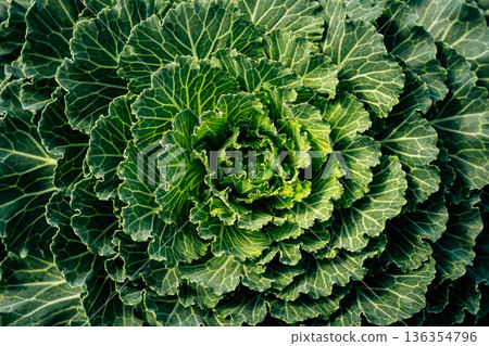 Abstract green leafy images from an angle on a surface and details of green leafy vegetables. 136354796