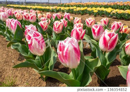 鬱金香領域 136354852