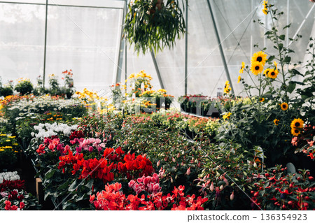 Interior view of a modern greenhouse nursery filled with colorful seasonal flowers. Interior view of a modern greenhouse nursery filled with colorful seasonal flowers. 136354923