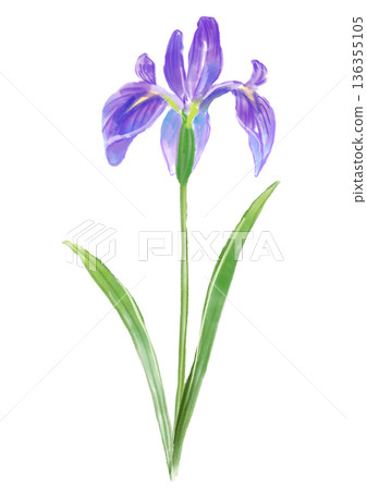 手繪水彩插畫，描繪了盛開的鳶尾花。 136355105