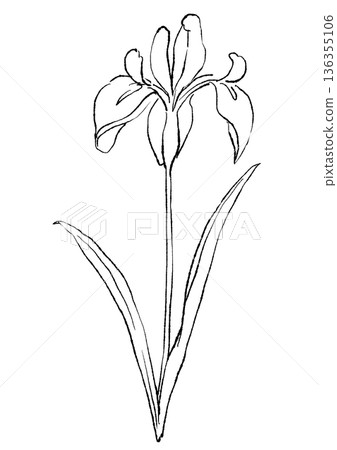 手繪線條畫，描繪盛開的鳶尾花 136355106