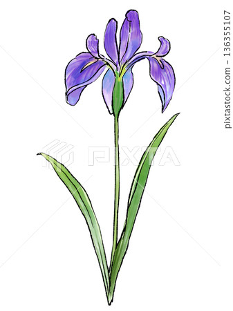 手繪線條水彩插圖，描繪了盛開的鳶尾花 136355107