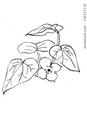 手繪線條畫，描繪了盛開的細辛花。 136355110
