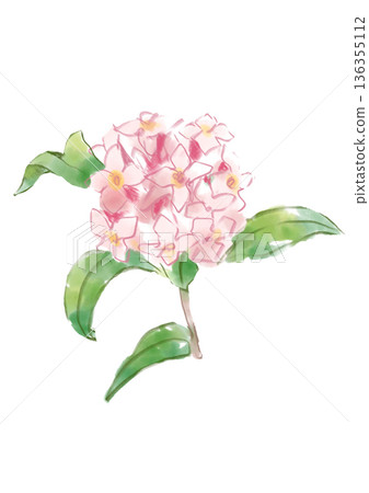 手繪水彩插畫，描繪了盛開的瑞香花。 136355112