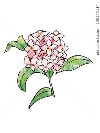 手繪線條水彩插圖，描繪了盛開的瑞香花。 136355114