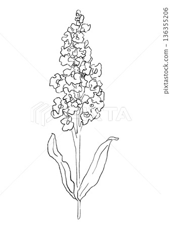 Hand drawn line art illustration of blooming stock flowers Hand drawn line art illustration of blooming stock flowers 136355206