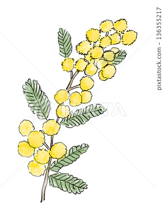手繪線條水彩插圖，描繪了盛開的含羞草花，花蕊帶有絨球。 136355217