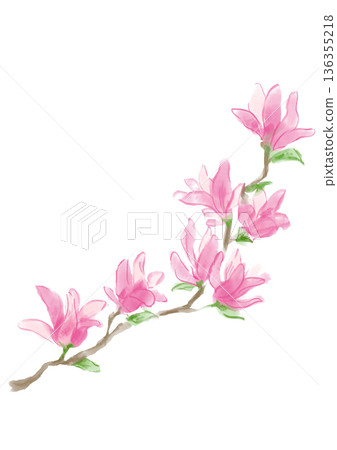 Hand-painted watercolor illustration of blooming pink magnolia flowers 136355218