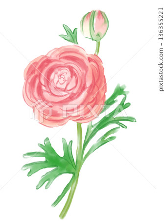手繪水彩插圖，描繪了盛開的粉紅色毛茛花。 136355221
