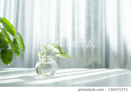 Syngonium podophyllum Arrowhead plant glass vase on white desk inder sunliight 136355371