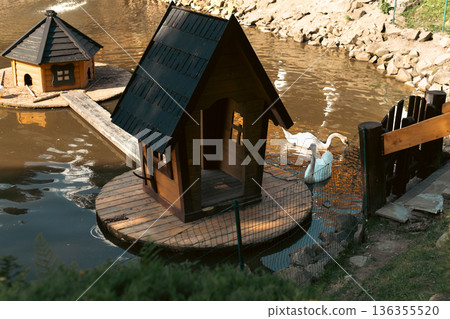 Swans swimming near wooden bird house on pond in rural park Swans swimming near wooden bird house on pond in rural park 136355520