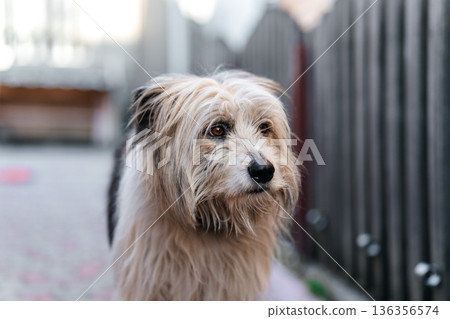 Shaggy Mixed Breed Dog Portrait Outdoors with Soft Natural Light and Urban Background Shaggy Mixed Breed Dog Portrait Outdoors with Soft Natural Light and Urban Background 136356574