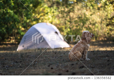 Cocker Spaniel Dog Sitting Near Camping Tent in Forest Clearing With Soft Evening Light Autumn Atmosphere and Peaceful Outdoor Travel Mood Cocker Spaniel Dog Sitting Near Camping Tent in Forest Clearing With Soft Evening Light Autumn Atmosphere and Peaceful Outdoor Travel Mood 136356582