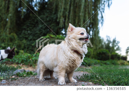 Small White Dog Standing Outdoors In Green Park With Open Mouth Natural Light Shallow Depth of Field Summer Walk 136356585
