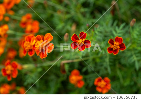 Orange and red marigold flowers with green bokeh Orange and red marigold flowers with green bokeh 136356733
