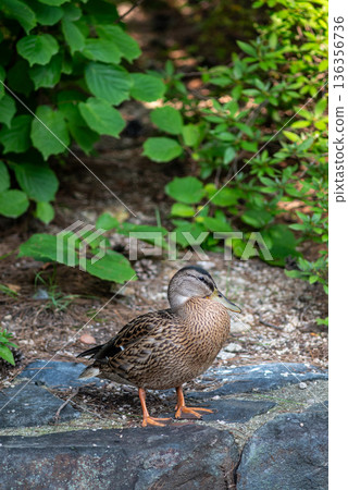 Female mallard duck standing on rock in woodland 136356736