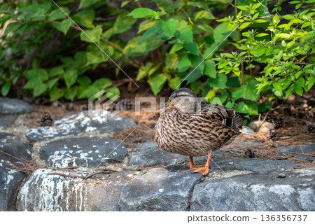 Mallard duck resting on rocks beside green foliage 136356737