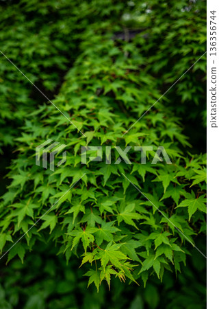 Lush green japanese maple foliage background Lush green japanese maple foliage background 136356744