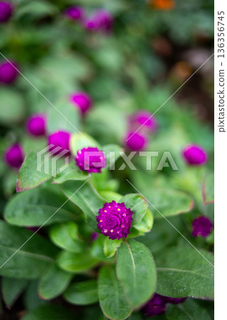 Purple globe amaranth flowers in garden close-up Purple globe amaranth flowers in garden close-up 136356745