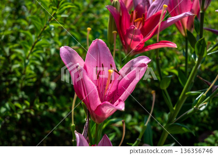 Pink Lily Flowers Blooming in Garden Close-Up Pink Lily Flowers Blooming in Garden Close-Up 136356746
