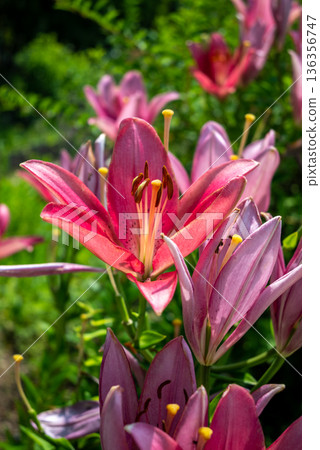 Vibrant Pink Lilies Blooming in Sunlit Garden 136356747