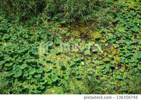 Overgrown Pond Surface With Aquatic Plants and Algae Overgrown Pond Surface With Aquatic Plants and Algae 136356748