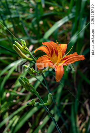 Orange daylily flower blooming in garden Orange daylily flower blooming in garden 136356750
