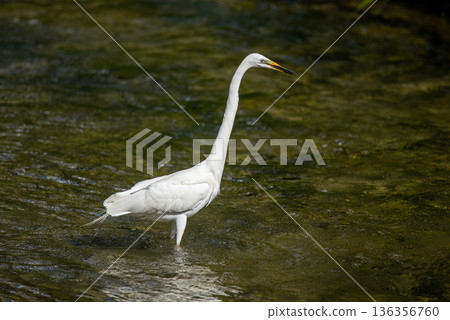 White egret wading in shallow river 136356760
