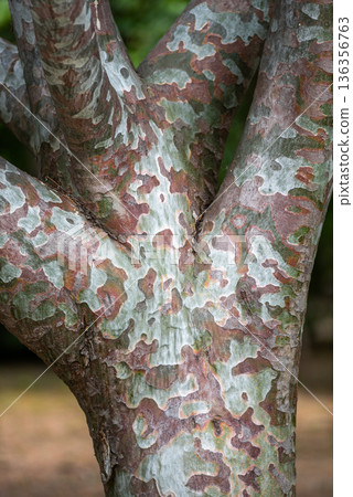 Mottled peeling tree bark texture close-up Mottled peeling tree bark texture close-up 136356763