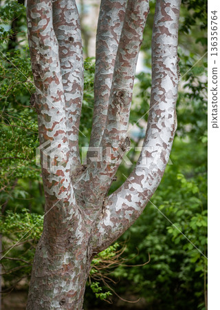 Mottled peeling bark on smooth tree trunks in green garden Mottled peeling bark on smooth tree trunks in green garden 136356764