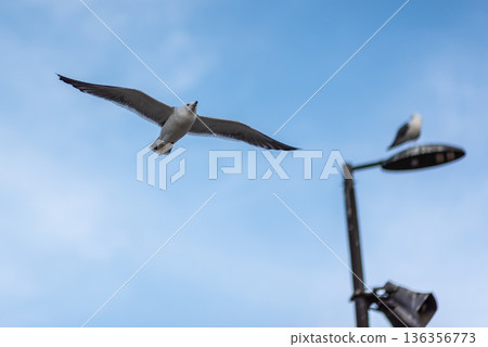 Seagull Flying Over Streetlight Against Blue Sky Seagull Flying Over Streetlight Against Blue Sky 136356773