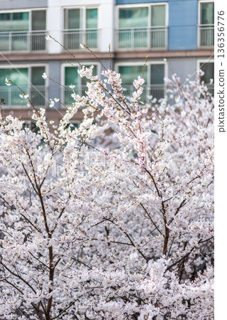 Urban cherry blossoms in full bloom near apartment building Urban cherry blossoms in full bloom near apartment building 136356776
