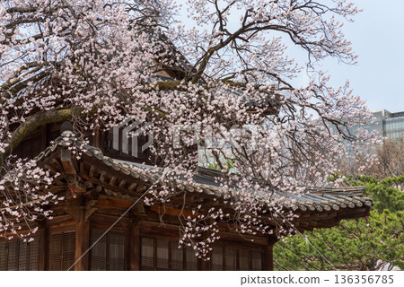 Cherry blossoms over traditional Asian wooden pavilion in spring 136356785