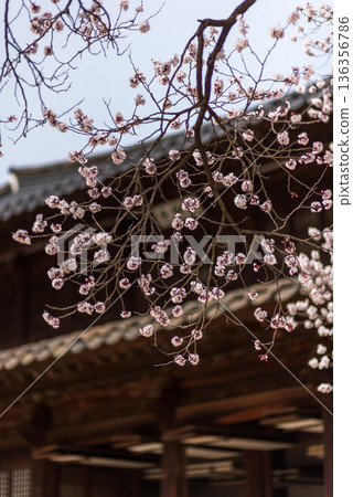 Cherry blossoms framing traditional japanese temple roof Cherry blossoms framing traditional japanese temple roof 136356786