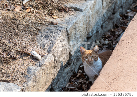 Stray ginger cat hiding by stone wall and sidewalk Stray ginger cat hiding by stone wall and sidewalk 136356793