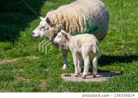 White lamb and mother sheep in the pasture 136356824