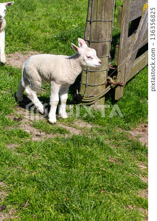 White lamb in the pasture White lamb in the pasture 136356825