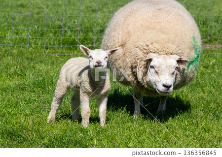 White lamb and mother sheep in the pasture White lamb and mother sheep in the pasture 136356845