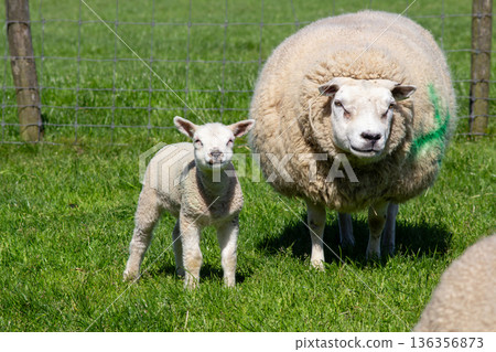 White lamb and mother sheep in the pasture White lamb and mother sheep in the pasture 136356873