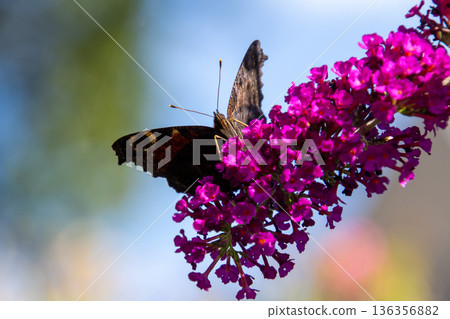 European peacock butterfly on a butterfly bush 136356882