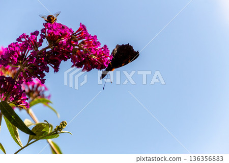 European peacock butterfly on a butterfly bush 136356883
