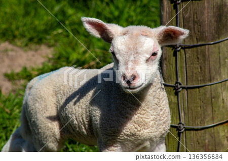 Lamb standing in the meadow, looking at the camera 136356884
