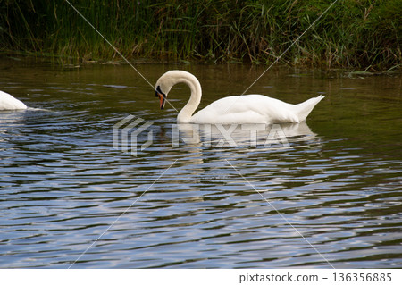 White mute swan foraging for food in the ditch 136356885