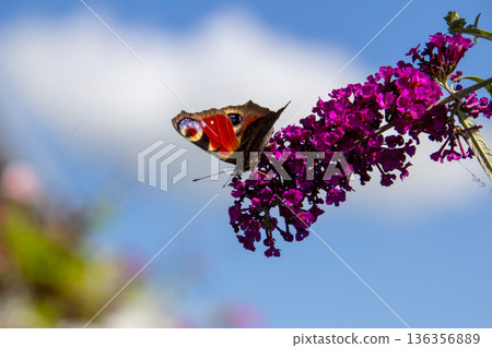 European peacock butterfly on a butterfly bush European peacock butterfly on a butterfly bush 136356889