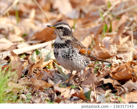 Thrush Thrush 136357143